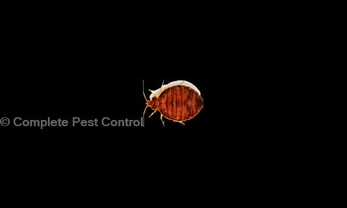 Complete Pest Control - Pest Control in Indore H O, indore