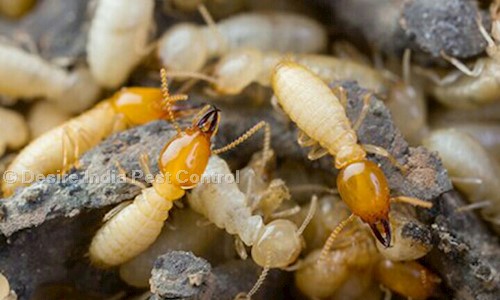 Desire India Pest Control - Pest Control in Narayan Peth, Pune