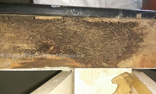 Durga Pest Control Services - Pest Control in Ramanthapur, Hyderabad