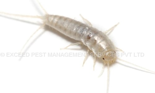 EXCEED PEST MANAGEMENT SERVICES PVT LTD. - Pest Control in Sanpada, Mumbai