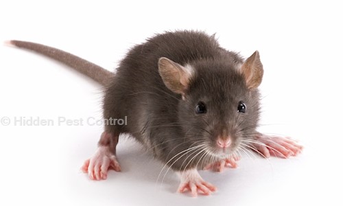 Hidden Pest Control - Pest Control in Salt Lake City, Kolkata
