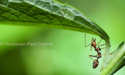 Hindustan Pest Control - Pest Control in Dalhousie, Kolkata