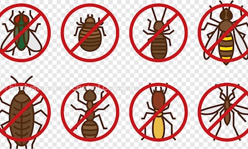 hindustan pest control company - Pest Control in Arya Nagar Rohtak, Rohtak