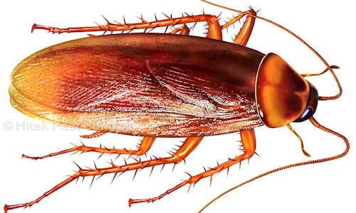 Hitek Pest Controls - Pest Control in Langar Houz, Hyderabad