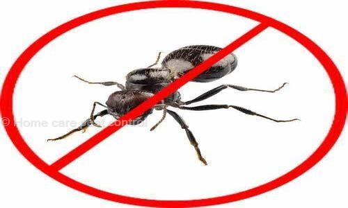 Home care pest control - Pest Control in Wilson Garden, Bangalore