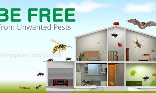 Hygiene Pest Control - Pest Control in Vidyapeetha, Mysore