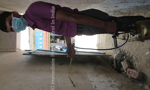 Immediate Pest Control In India - Pest Control in Sector 20, Gurgaon
