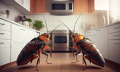 Jay Mataji Pest Control - Pest Control in Shahpur, Ahmedabad