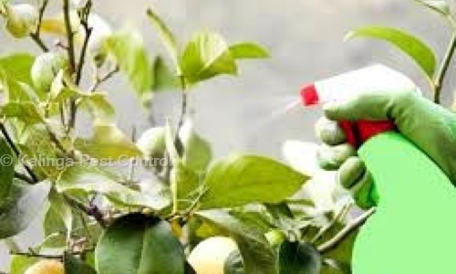 Kalinga Pest Control - Pest Control in Koramangala, Bangalore