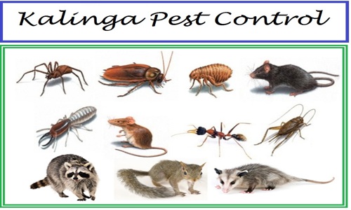 Kalinga Pest Control - Pest Control in Bomikhal, Bhubaneswar