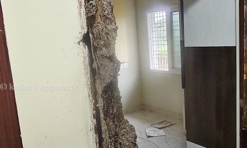 Pest Busters - Pest Control in Maddilapalem, Visakhapatnam