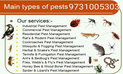 Manju Pest Control - Pest Control in Rajaji Nagar, Bangalore