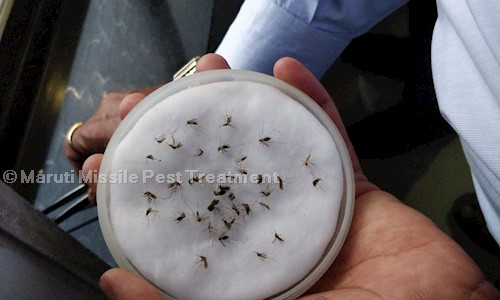 Maruti Missile Pest Treatment - Pest Control in Paldi, Ahmedabad