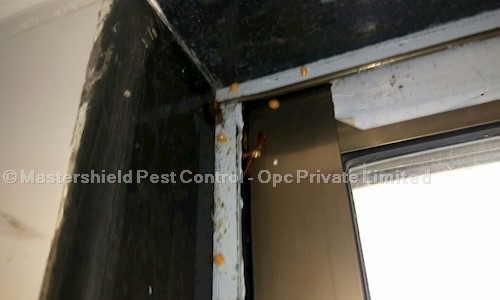 Mastershield Pest Control - Opc Private Limited - Pest Control in Dadar West, Mumbai