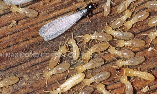 MAX MOMENTS PEST CONTROL - Pest Control in Anand Vihar, Delhi