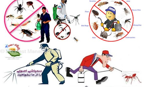 MK Pest Management - Pest Control in Nagarabhavi, Bangalore