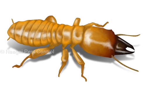 Naagai Pest Control - Pest Control in Urapakkam, Chennai