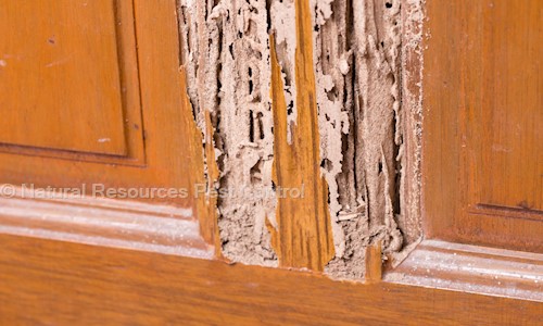 Natural Resources Pest Control - Pest Control in Rangpuri, Delhi