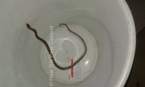 New Om Pest Control - Pest Control in Rohini, Delhi