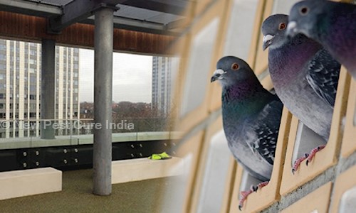 New Pest Cure India - Pest Control in Rani Bagh, Delhi