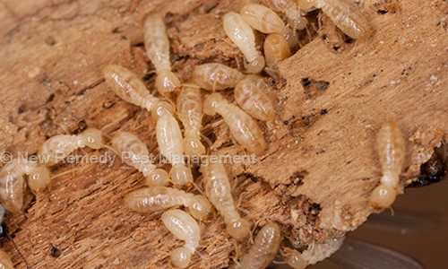New Remedy Pest Management - Pest Control in Ultadanga, Kolkata