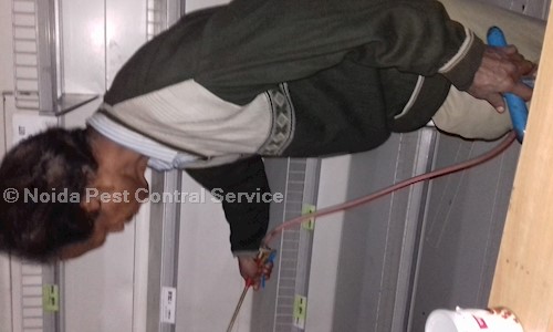 Noida Pest Control Service - Pest Control in Sector 31, Noida