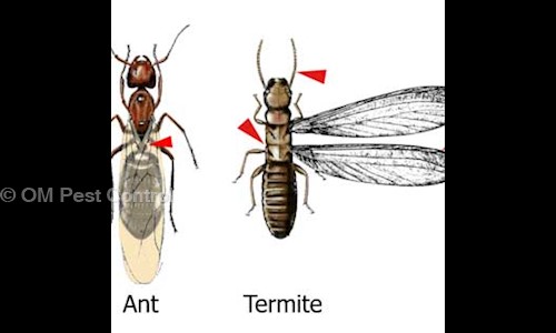 OM Pest Control - Pest Control in Sector 43, Gurgaon