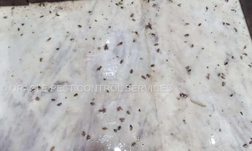 ORACLE PEST CONTROL SERVICES - Pest Control in Kestopur, Kolkata