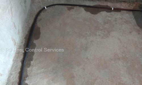 P9 Pest Control Services - Pest Control in Virar East, Mumbai