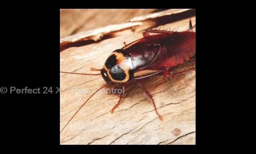 Perfect 24 X 7 Pest Control - Pest Control in Okhla, Delhi