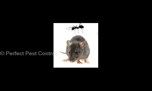 Perfect Pest Control - Pest Control in Ghukna, Ghaziabad