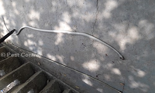 Pest Control - Pest Control in Rajpur Road, Dehradun