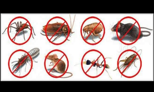 Pest Control Marshals - Pest Control in Vasna Road, Vadodara