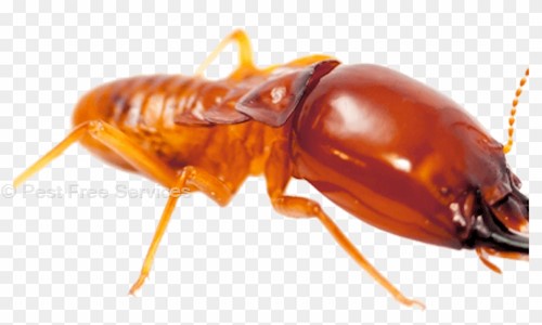 Pest Free Services - Pest Control in Gomti Nagar, Lucknow