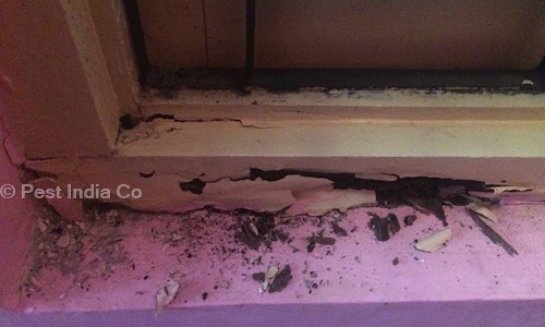 Pest India Co. - Pest Control in Indore H O, Indore