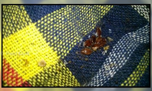 Pest Quit - Pest Control in Chikkalasandra, Bangalore