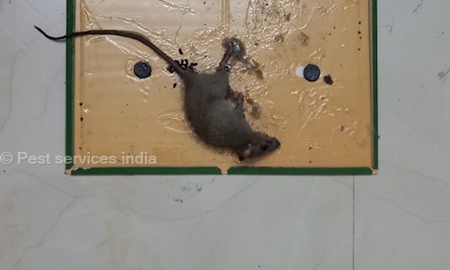 Pest services india - Pest Control in Balapur, Hyderabad