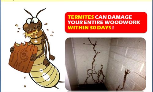 Pestigo pest control - Pest Control in Sector 63, Noida