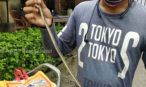 Ayush Pest Control - Pest Control in Khidderpore, Kolkata