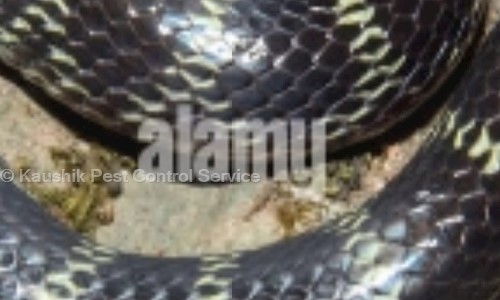 Kaushik Pest Control Service - Pest Control in Khidderpore, Kolkata