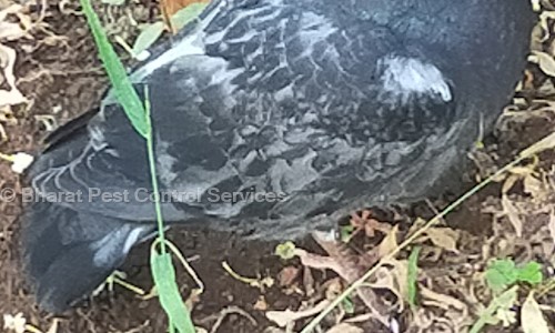 Bharat Pest Control Services - Pest Control in Vidya Nagar, Rajahmundry