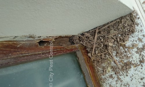 Swetha Pest Control - Pest Control in Nakkalagutta, Warangal