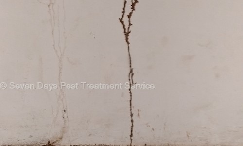 Seven Days Pest Treatment Service - Pest Control in Udhna , Surat
