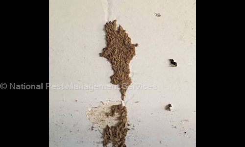 National Pest Management Services - Pest Control in Thiruvalla, Pathanamthitta