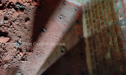Premeir Pest Control Service - Pest Control in Kadavanthra, Cochin