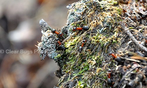 Clear Bugs Pest Control Service - Pest Control in Indira Nagar, Lucknow