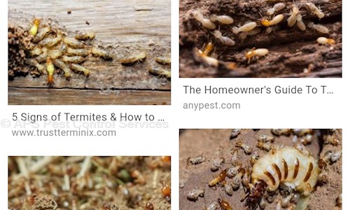 APS Pest Control Services - Pest Control in Andheri East, Mumbai