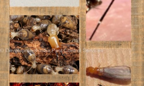 Development India Pest Control Services - Pest Control in Khajpura, Patna