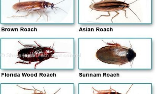 Shree jagannath pest control - Pest Control in Kalpana Square, Bhubaneswar