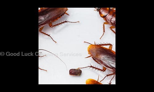 Good Luck Cleaning Services - Pest Control in Nanganallur, Chennai